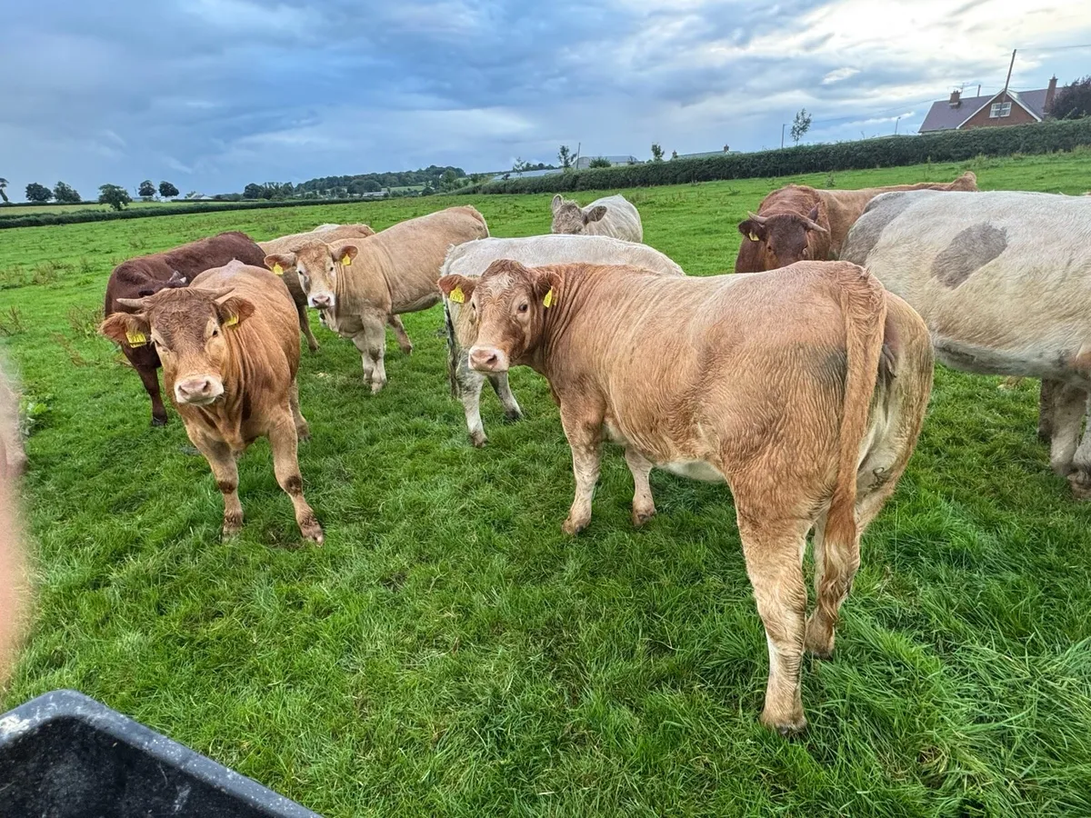 Heifers - Image 3