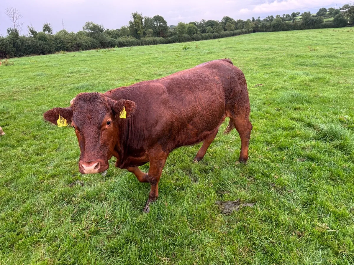 Heifers - Image 4