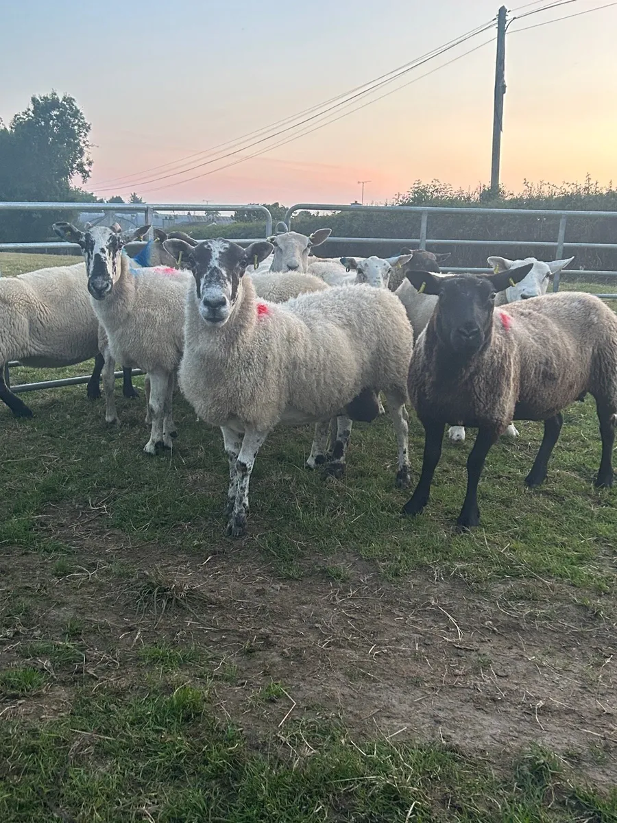 Breeding Ewes - Image 2