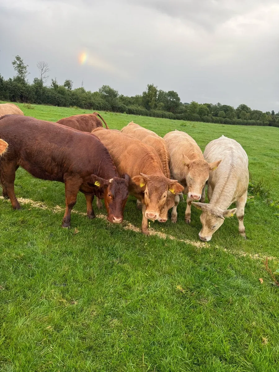 Heifers - Image 1