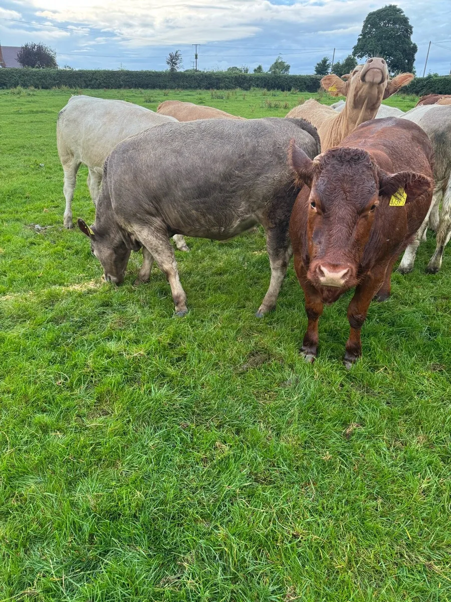 Heifers - Image 2