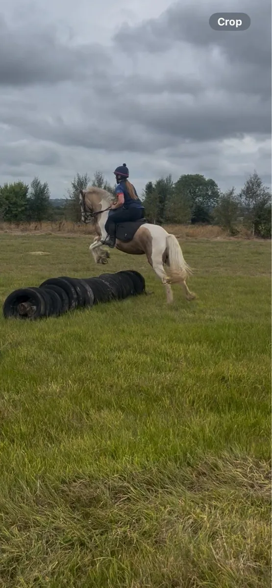 Bombproof pony - Image 4