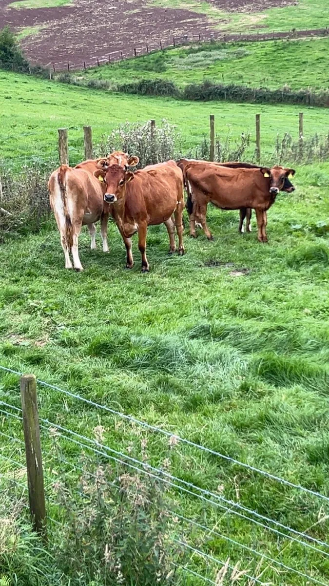 Jersey maiden heifers - Image 1