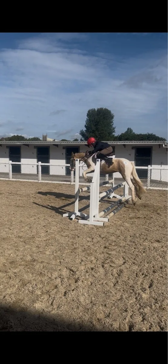 Bombproof pony - Image 1