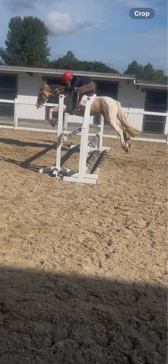 Bombproof pony - Image 2