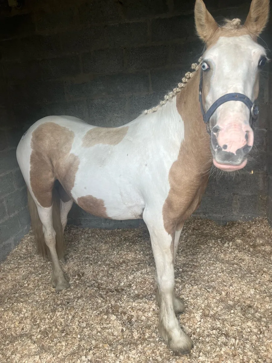 Bombproof pony - Image 3