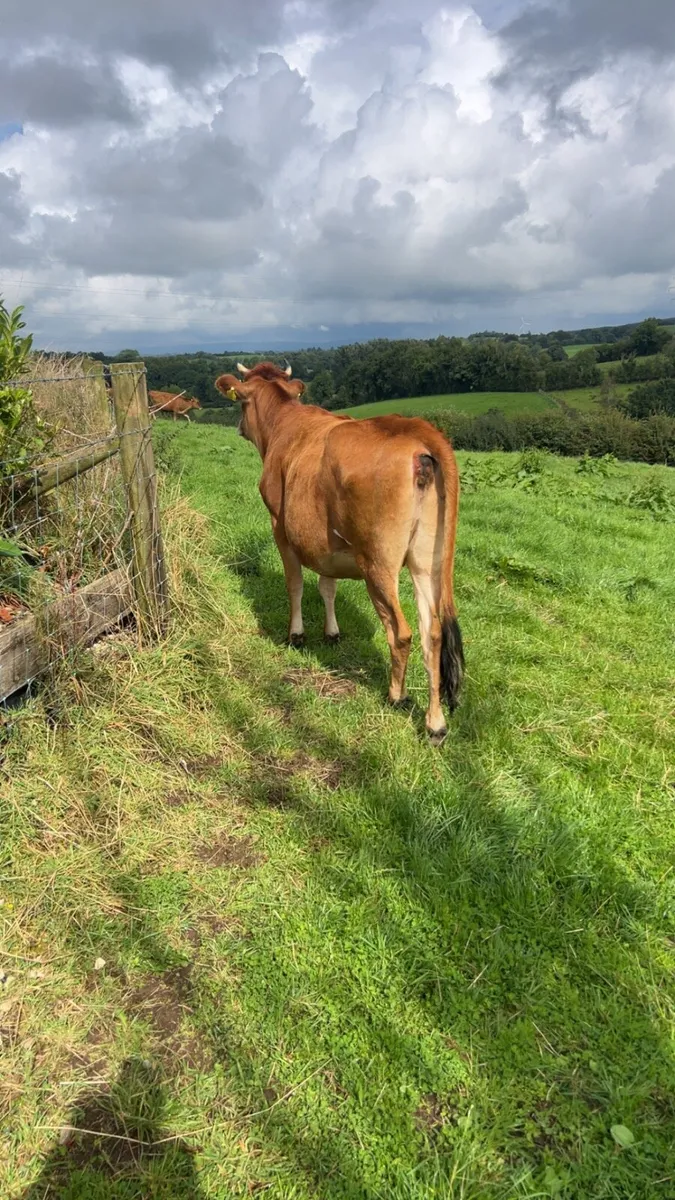 Jersey maiden heifers - Image 2