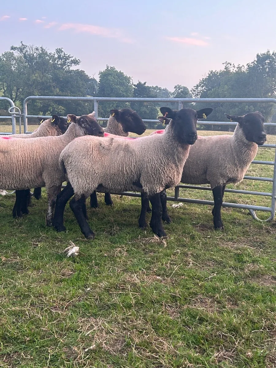 Suffolk Hoggets - Image 1
