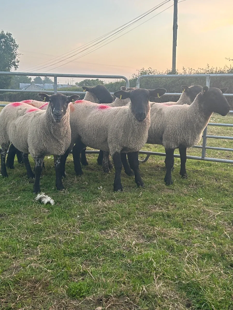 Suffolk Hoggets - Image 2