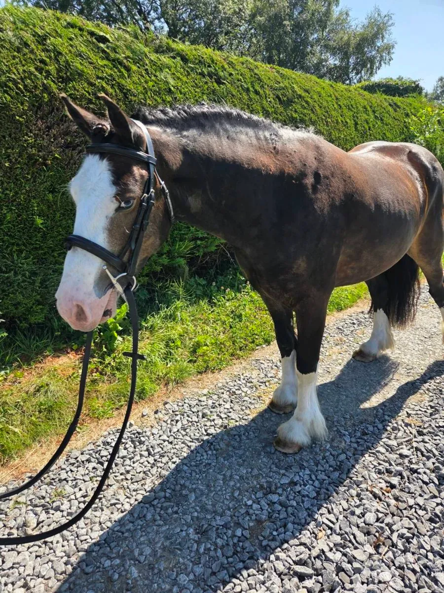 13.1hh Cob Gelding - Image 1