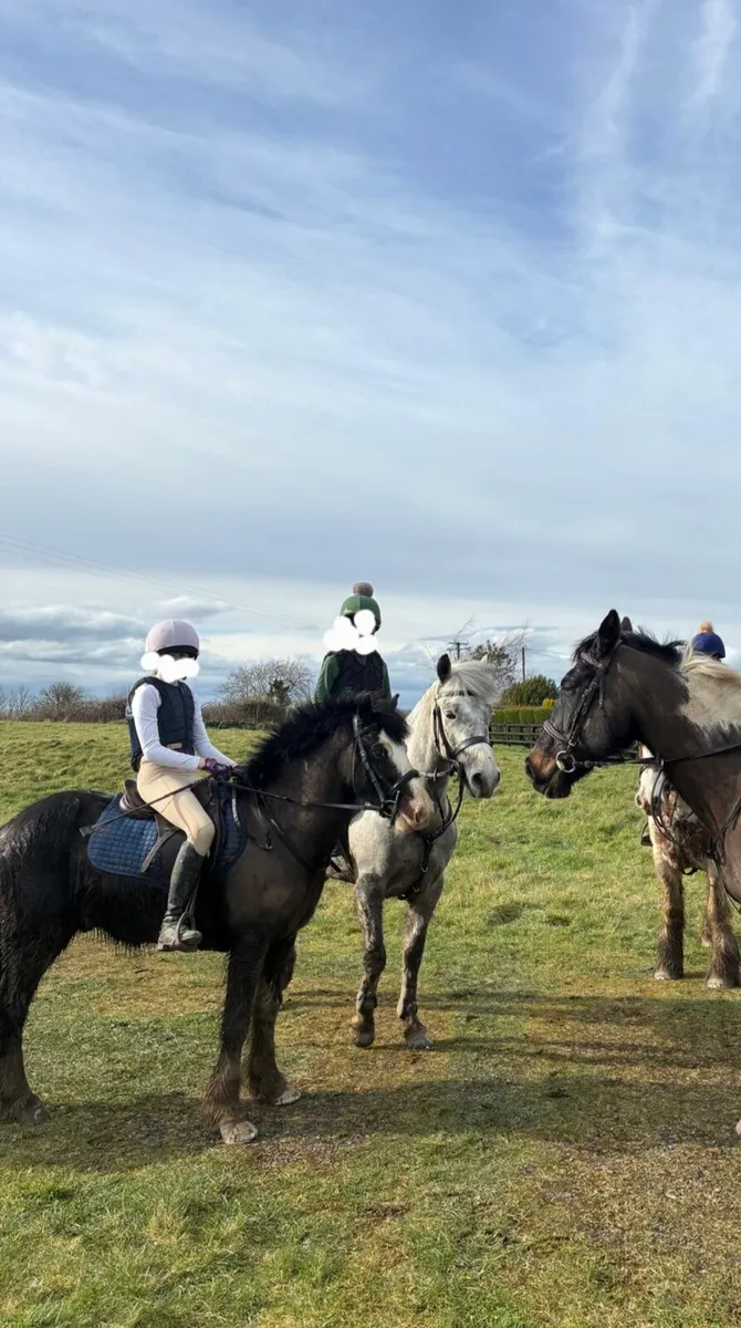 13.1hh Cob Gelding - Image 2