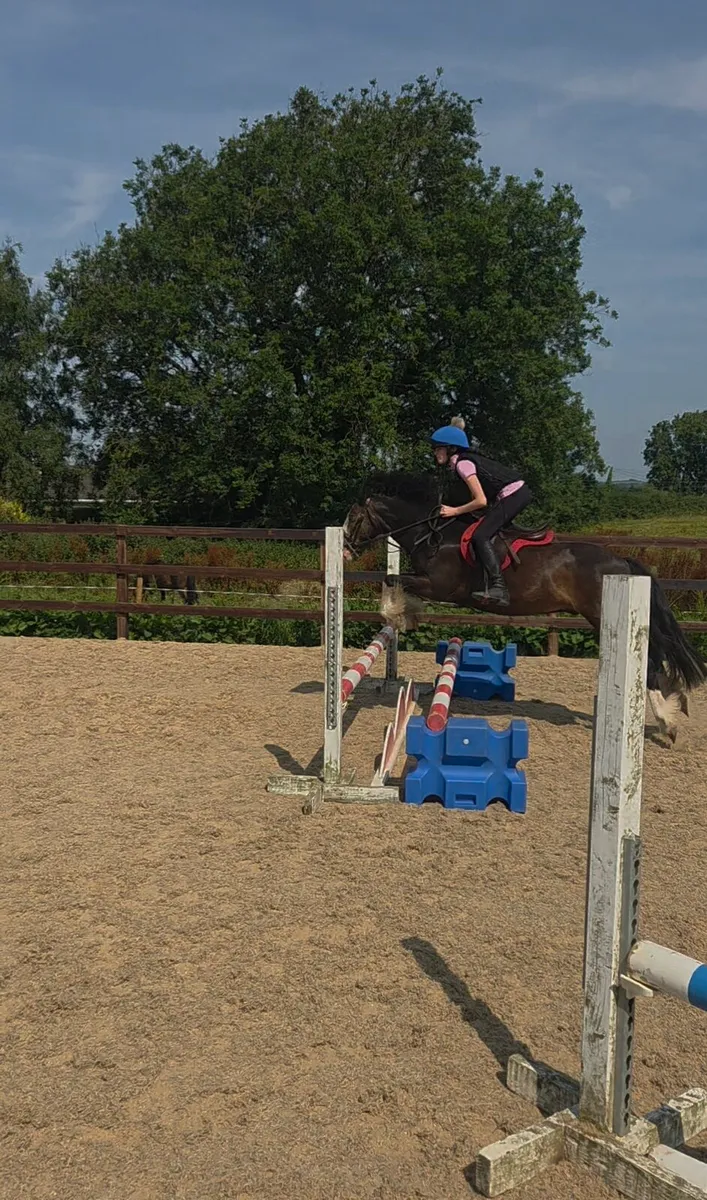 13.1hh Cob Gelding - Image 3