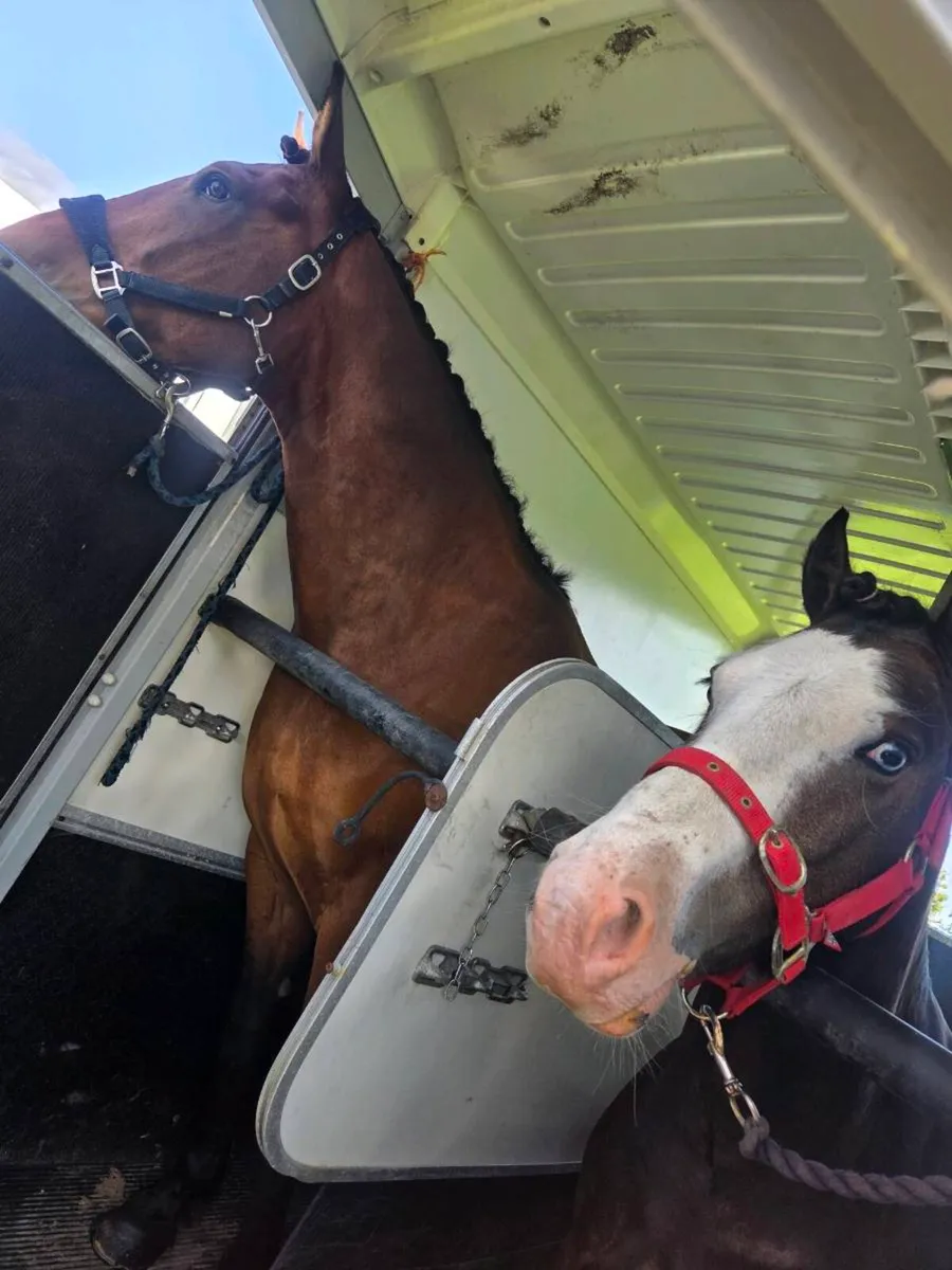 13.1hh Cob Gelding - Image 4