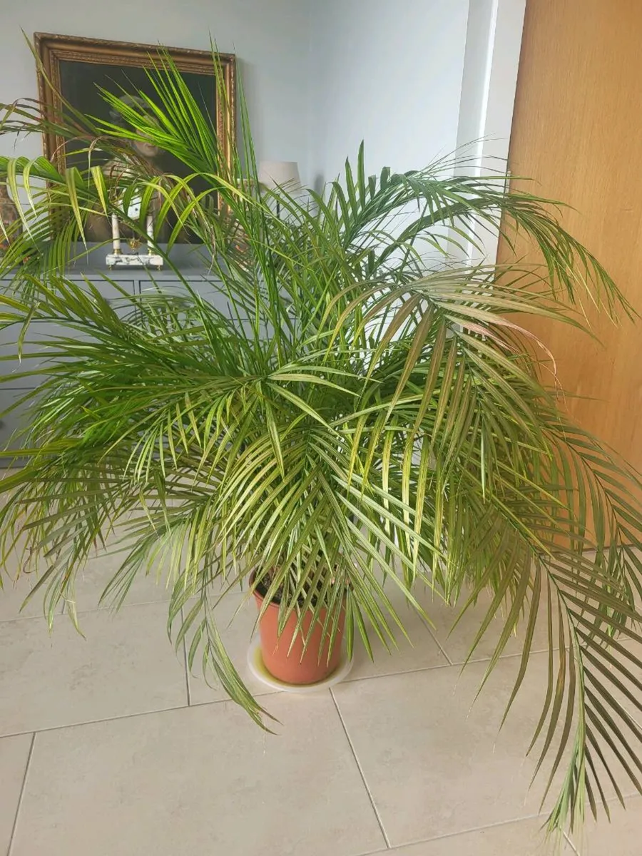 Plants
