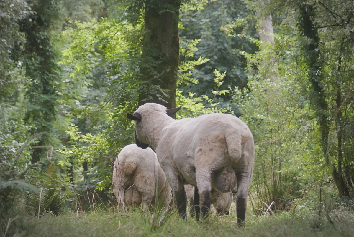 2 Hampshire Hogget Rams - Image 2