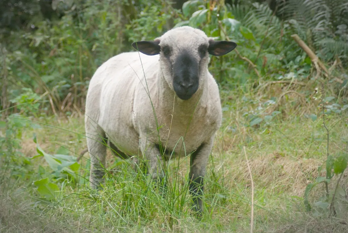 2 Hampshire Hogget Rams - Image 1