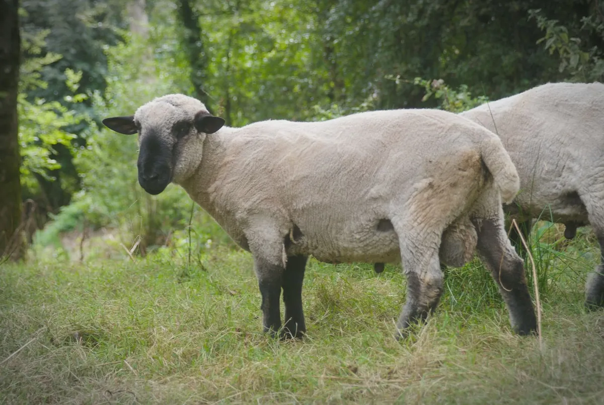 2 Hampshire Hogget Rams - Image 3