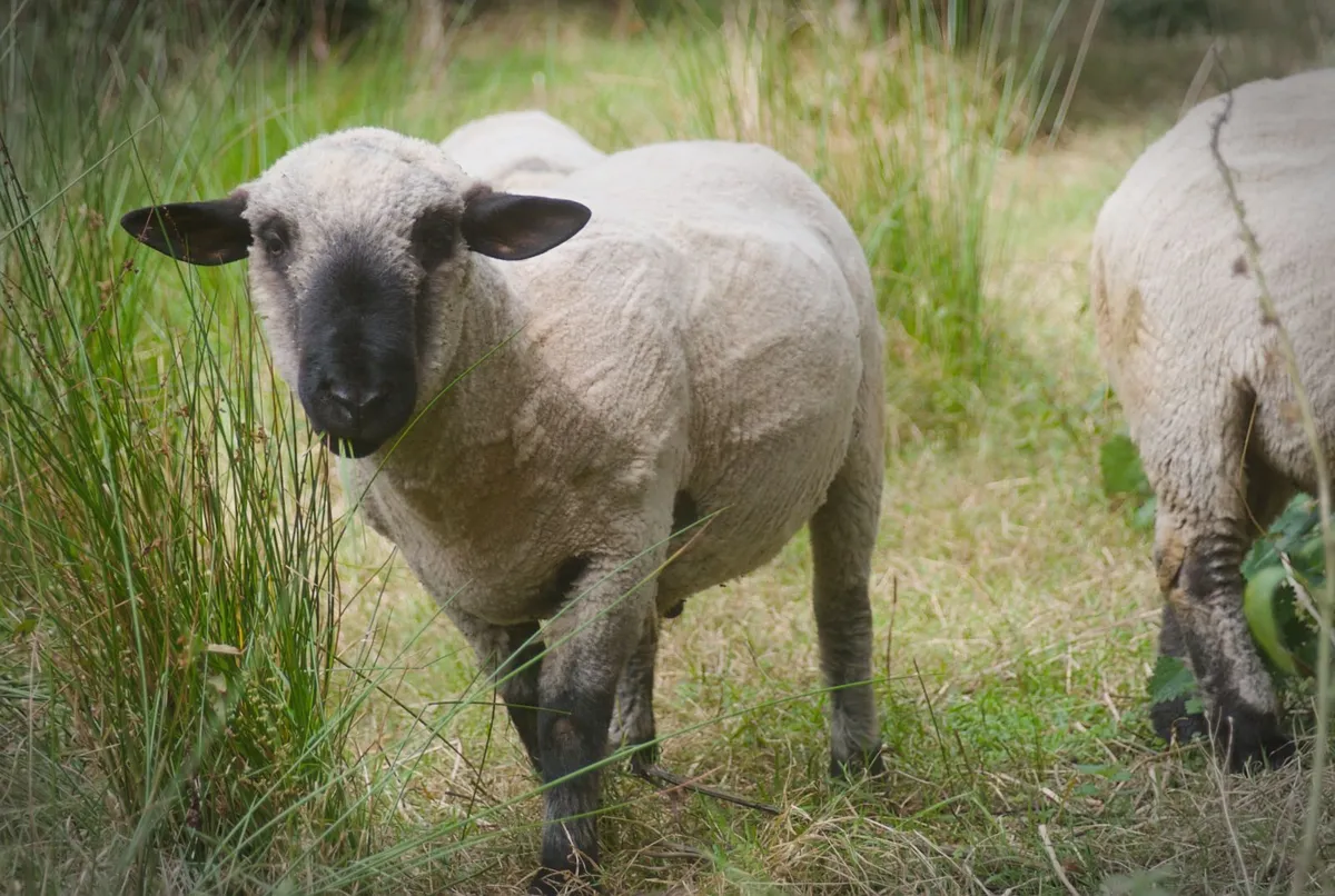 2 Hampshire Hogget Rams - Image 4