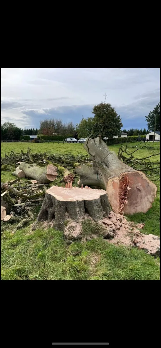 Tree Surgeon/Storm Cleanup - Image 3
