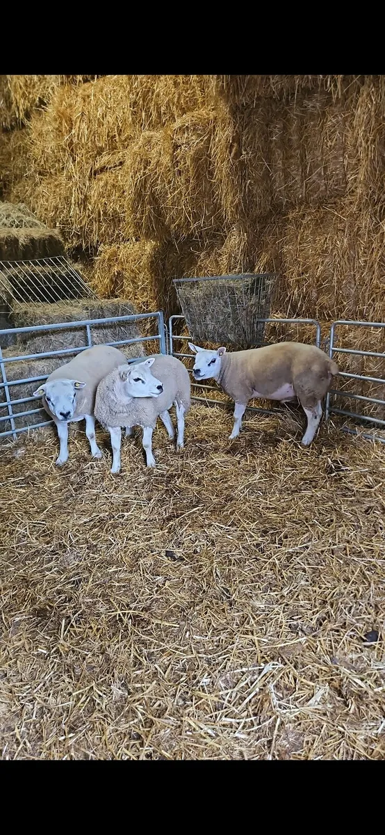 Texel rams - Image 3
