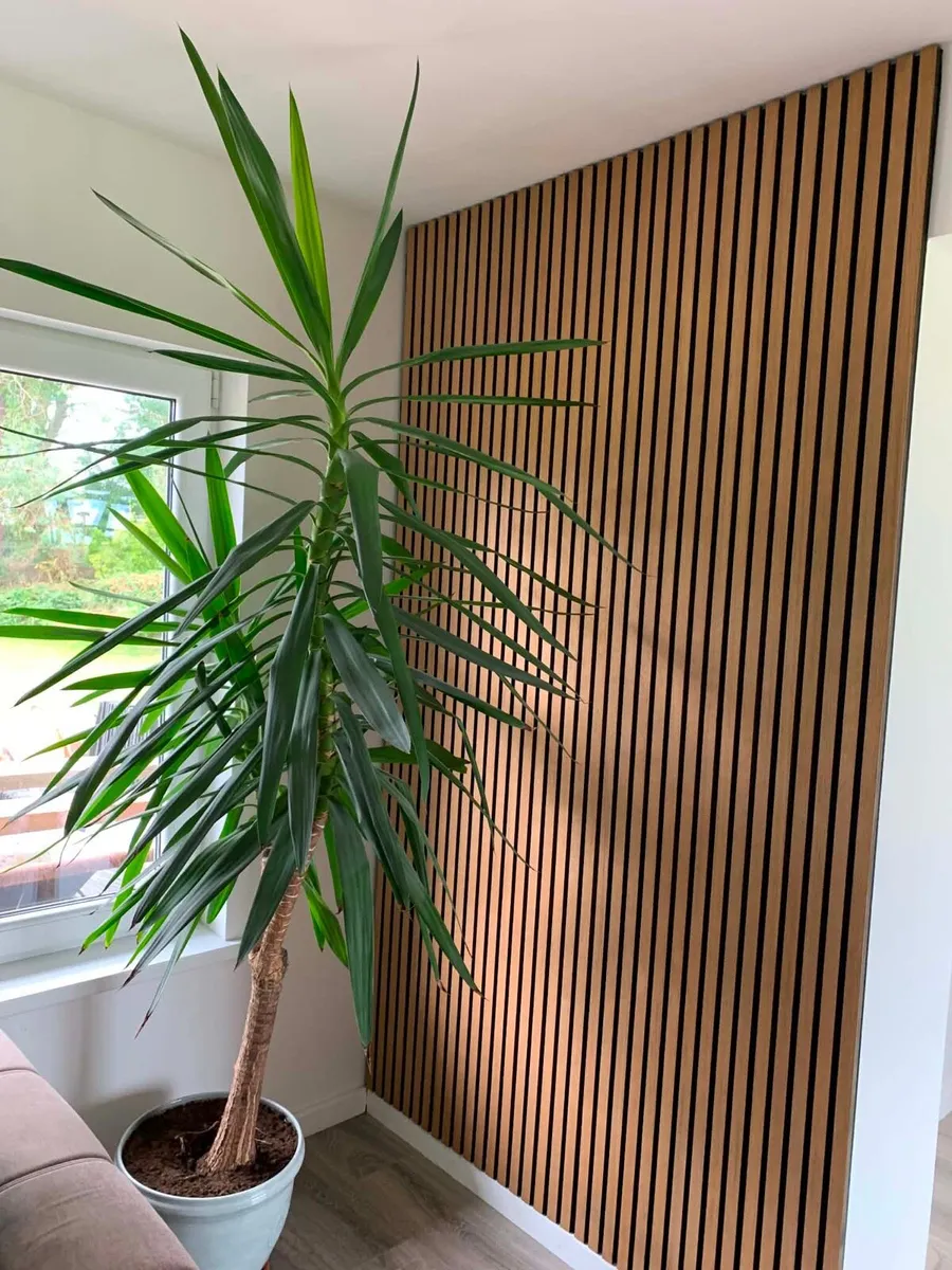 Large Yucca plant