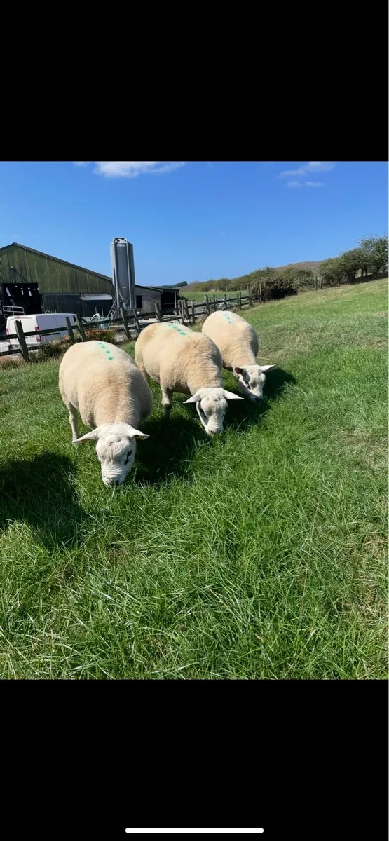 Pedigree texel hogget rams - Image 2