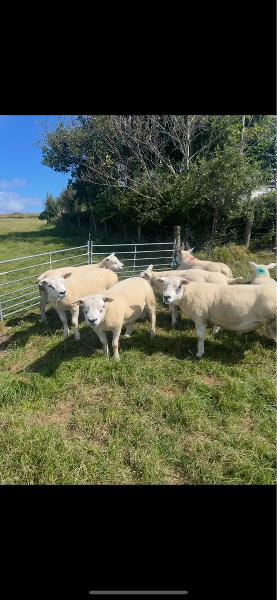 Pedigree texel hogget rams - Image 3