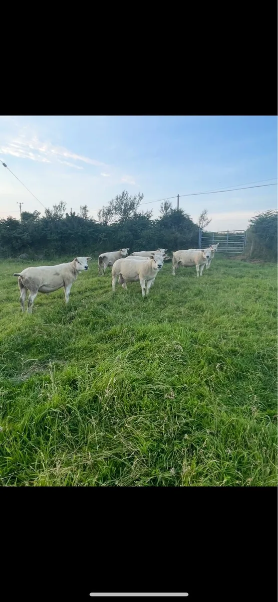 Pedigree texel hogget rams - Image 1