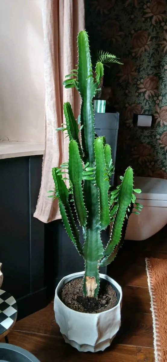 Plant Cactus - Image 1