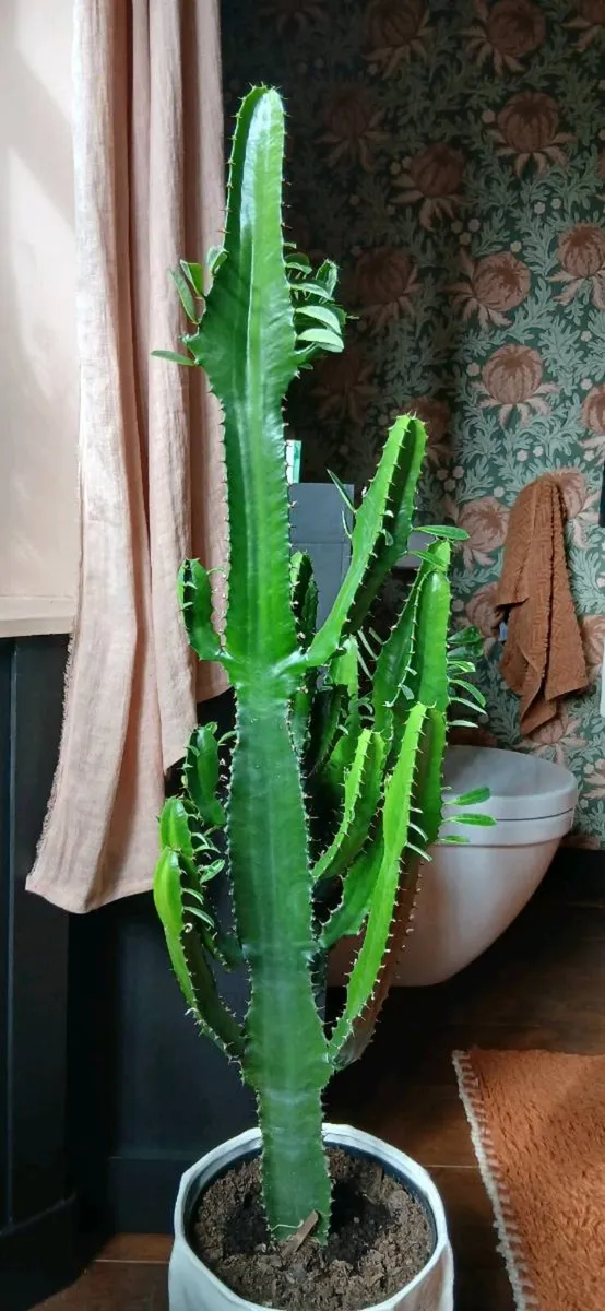 Plant Cactus - Image 2
