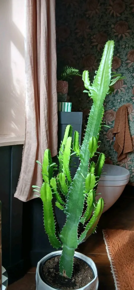 Plant Cactus - Image 3
