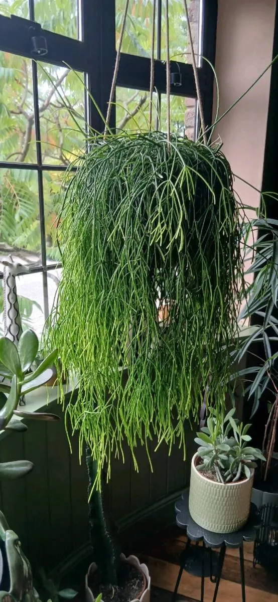 Plant Hanging - Image 1