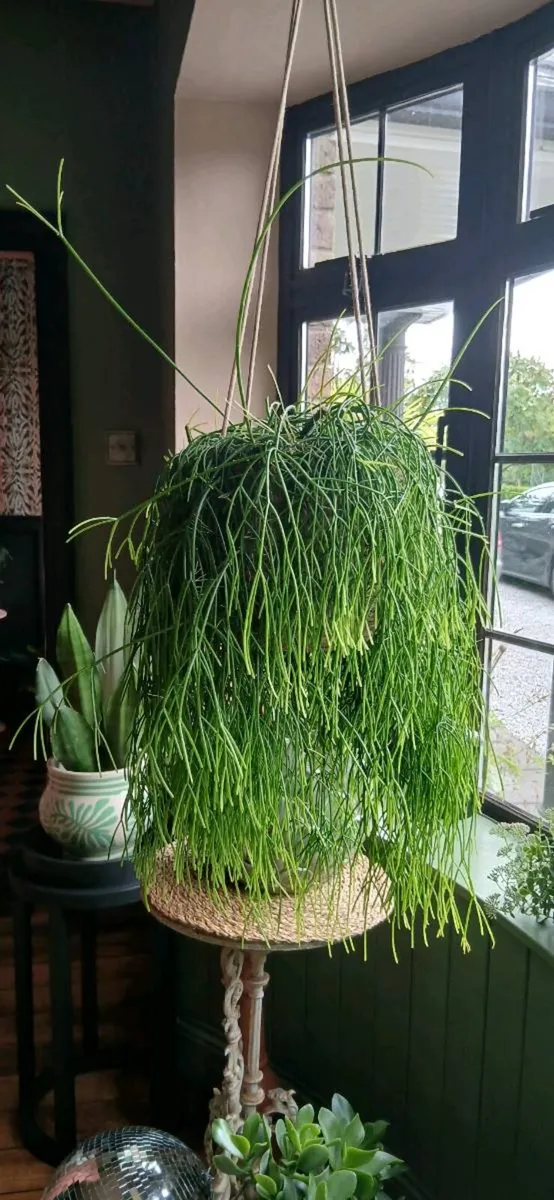 Plant Hanging - Image 2