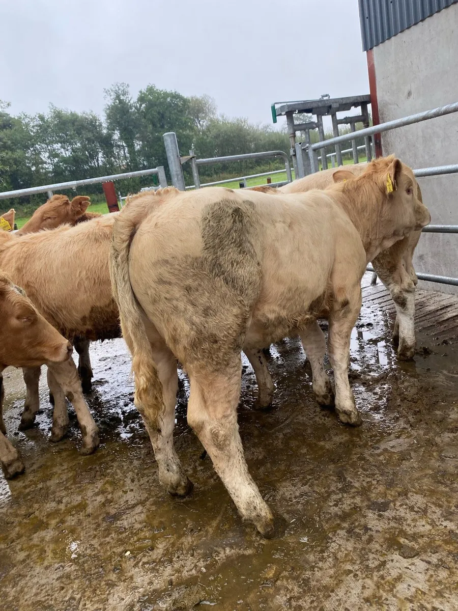 10 super charlaois heifer weanlings - Image 1