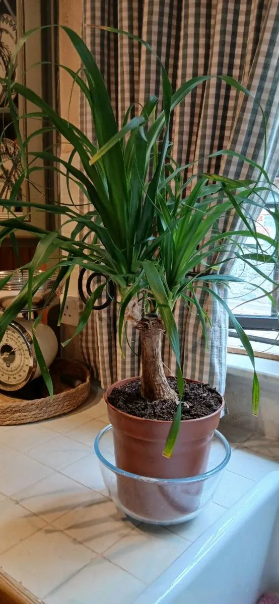 Plant Indoor - Image 1
