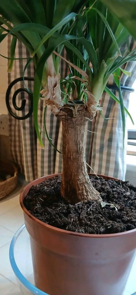 Plant Indoor - Image 2