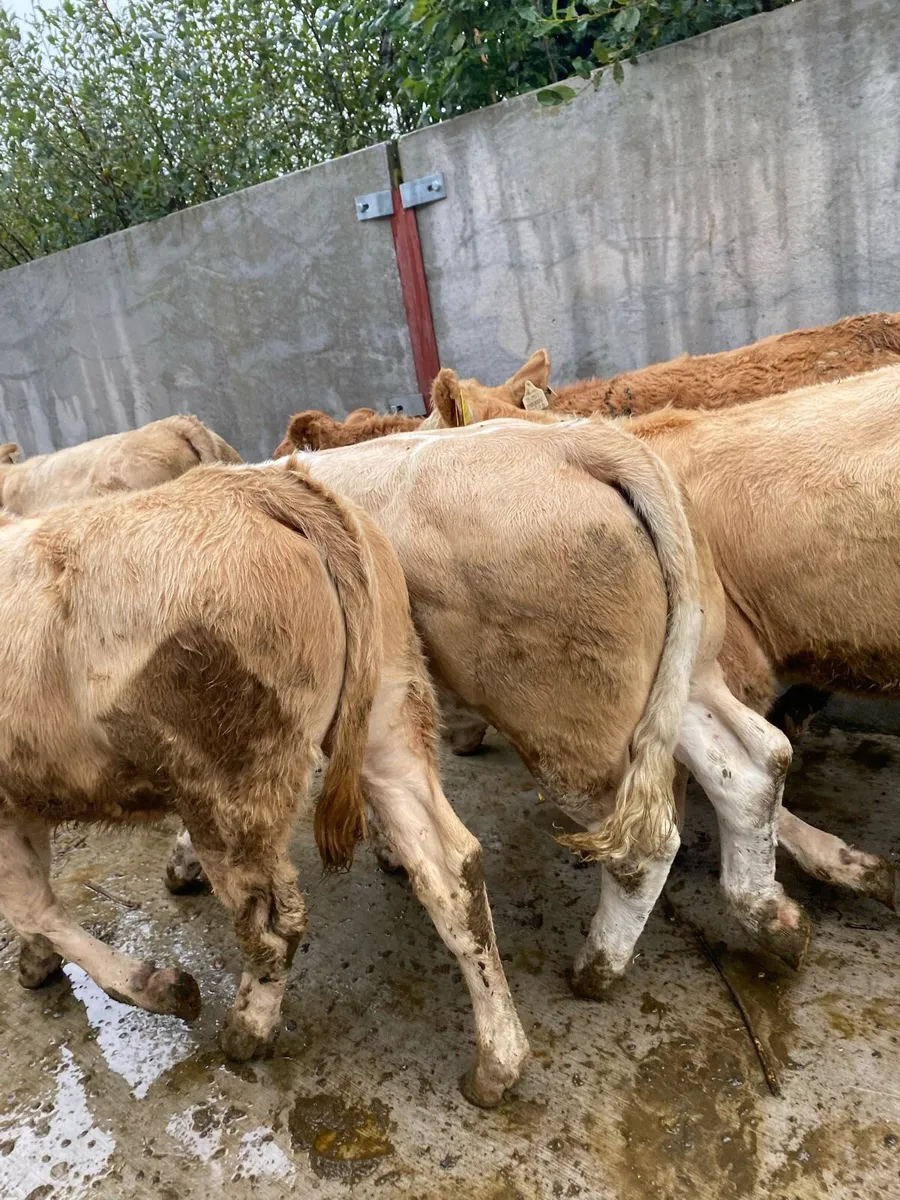 10 super charlaois heifer weanlings - Image 3