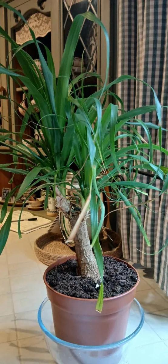 Plant Indoor - Image 3