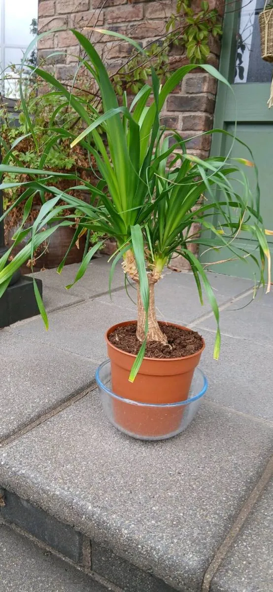 Plant Indoor - Image 4