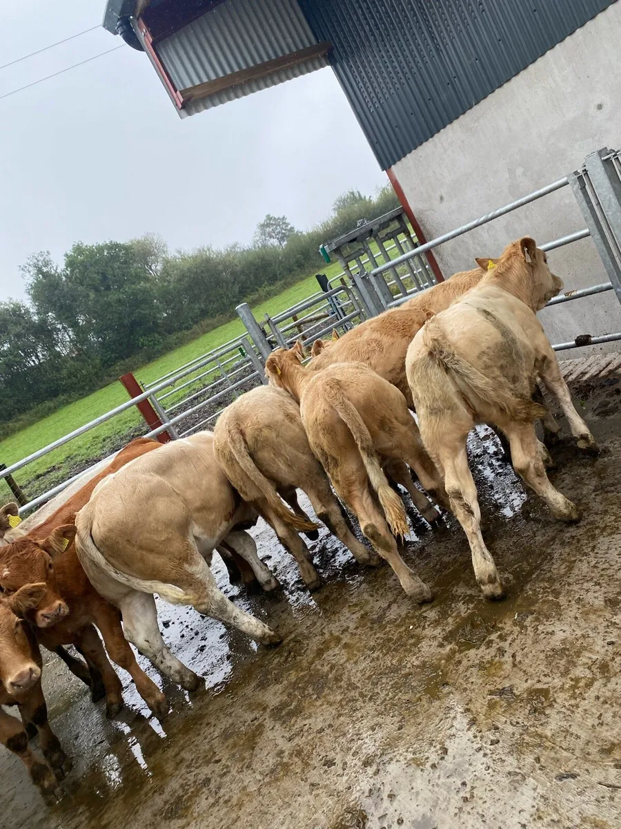 10 super charlaois heifer weanlings - Image 2