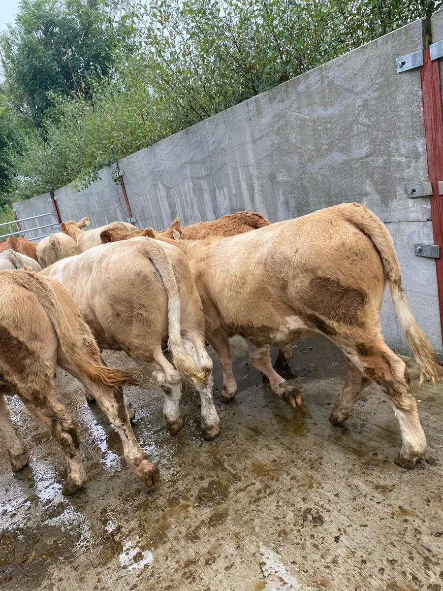 10 super charlaois heifer weanlings - Image 4