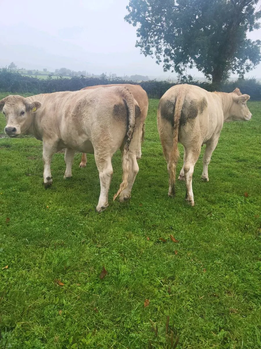ORGANIC  CATTLE  HEIFERS - Image 3