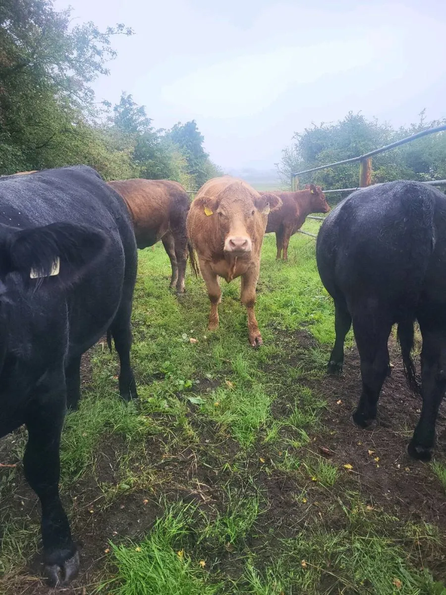 ORGANIC  CATTLE  HEIFERS - Image 4