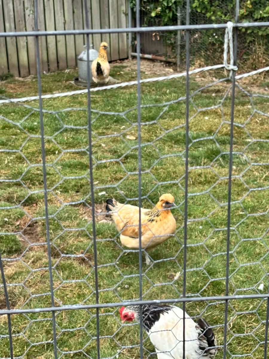 Poultry - Image 2