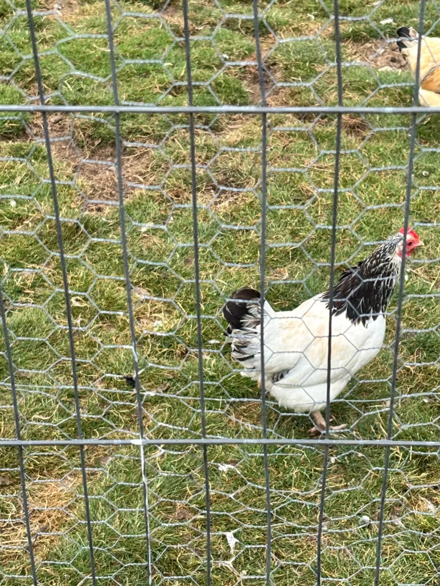 Poultry - Image 3
