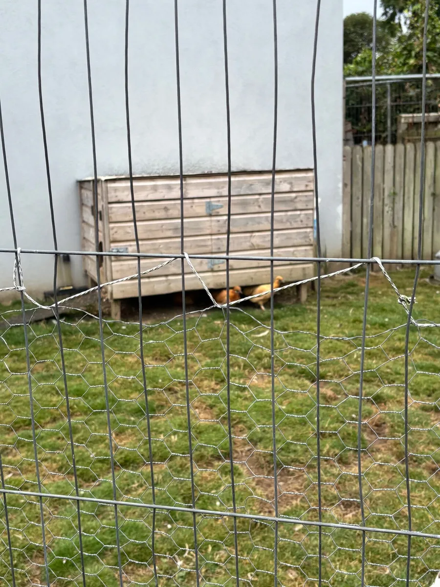 Poultry - Image 4