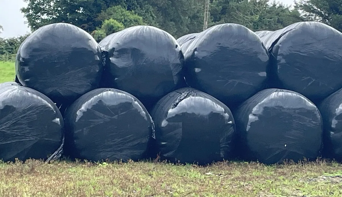 Silage Bales - Image 2