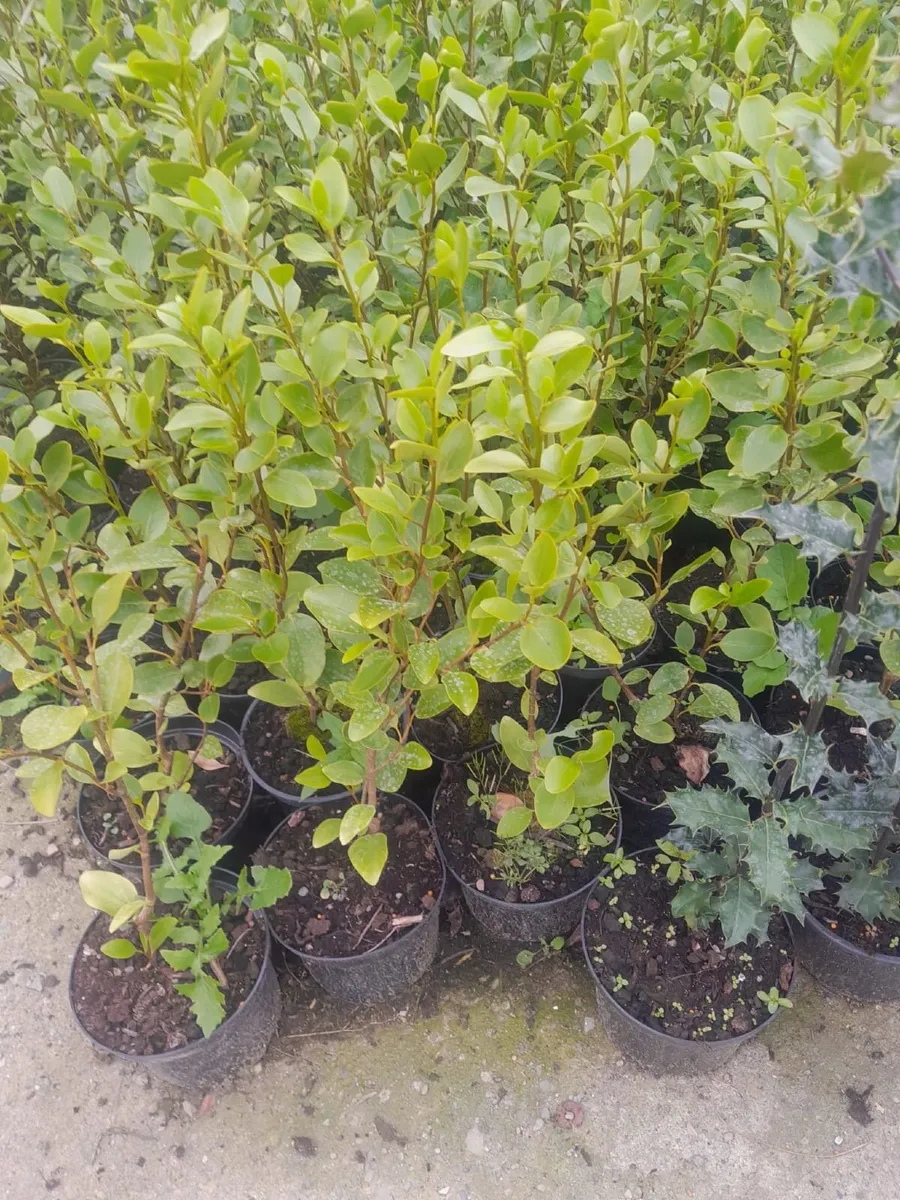 Griselinia hedging plants – 2ft – €3 each