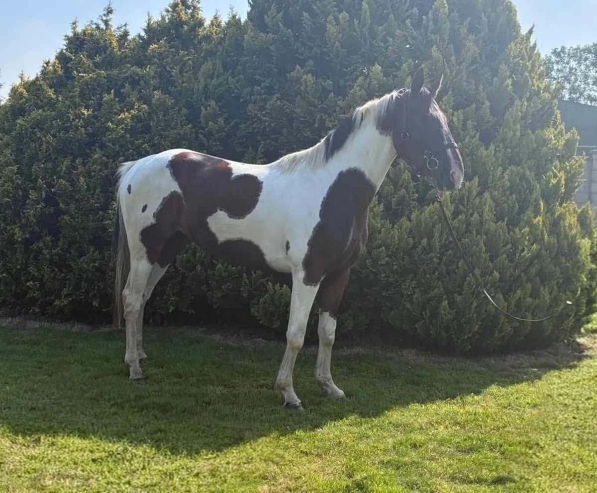 3yo filly out of Dublin winner - Image 1