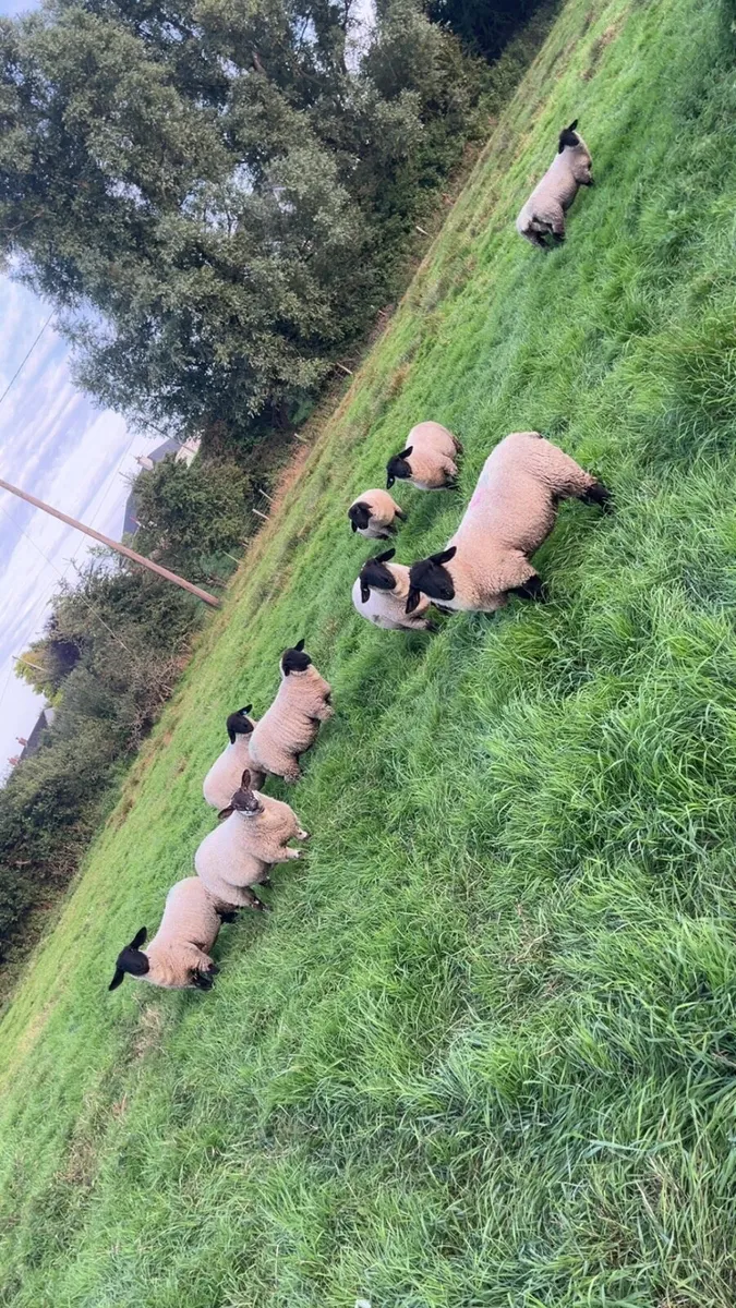 Pb Suffolk ewe lambs for cootehill this Thursday - Image 2
